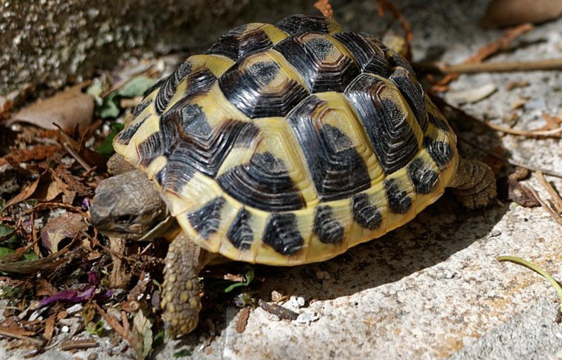 TORTUGUES